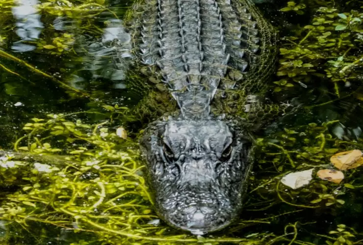 Policías de Texas localiza a mujer desaparecida en fauces de un caimán