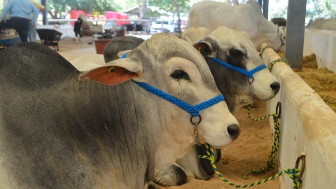 Gobierno de Yucatán refuerza acciones para contrarrestar incremento de casos de gusano barrenador en el estado