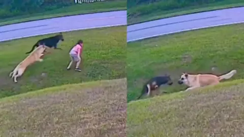 Perro salva a niño de ser atacado por otro perro agresivo.jpg