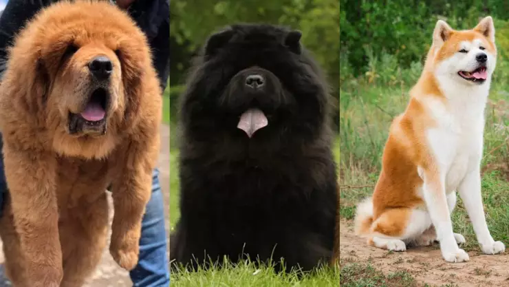Estas son las 8 razas de perro MÁS CARAS del mundo