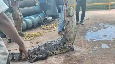 Cocodrilo se queda atrapado en una alcantarilla