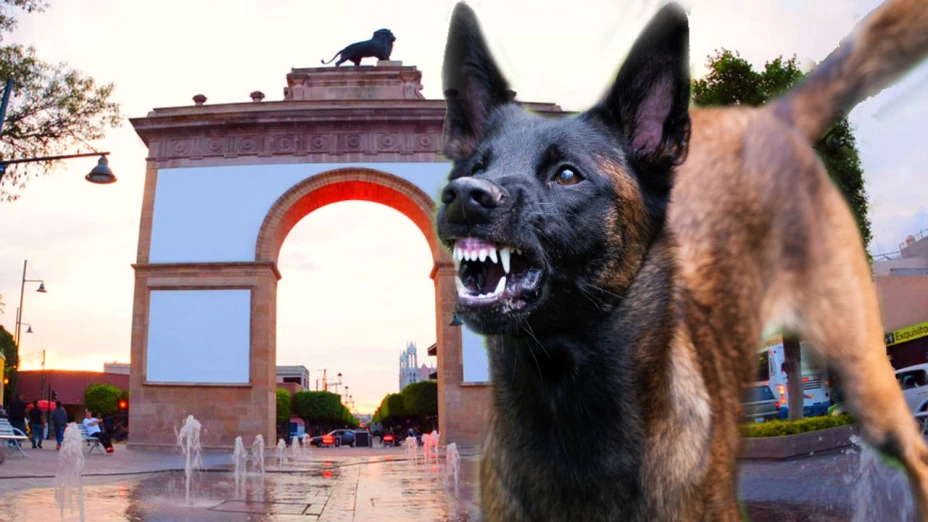 Dónde reportar perros callejeros en León, Gto