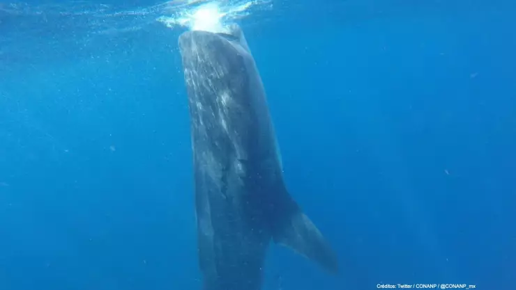 empresario monta tiburón ballena .jpg