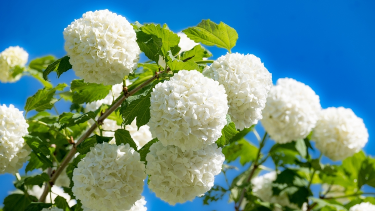 /estilo-de-vida/planta-flores-blancas-se-adapta-hogar-jardin
