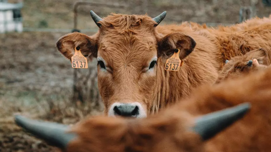Greg Abbott forma equipo de respuesta en Texas ante el gusano barrenador que avanza desde México. La amenaza pone en riesgo al ganado nacional.