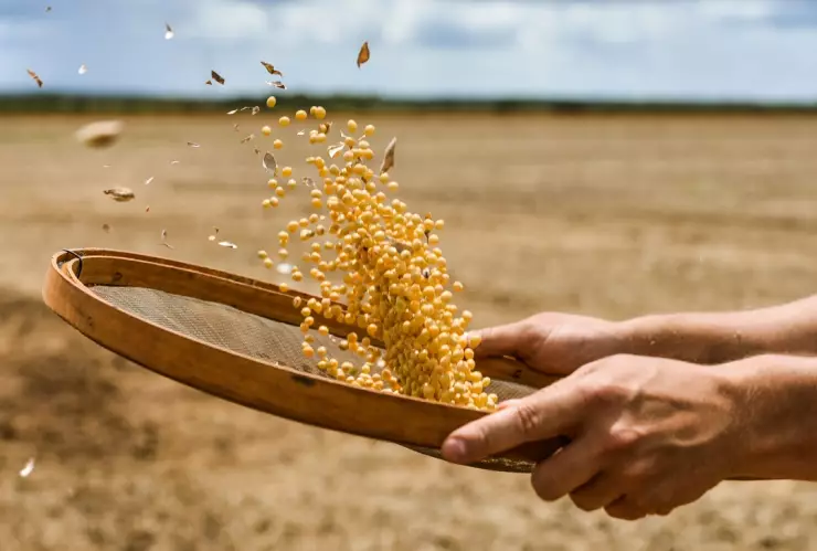  El alimento con más proteína que la carne que es el mejor para hacer masa muscular