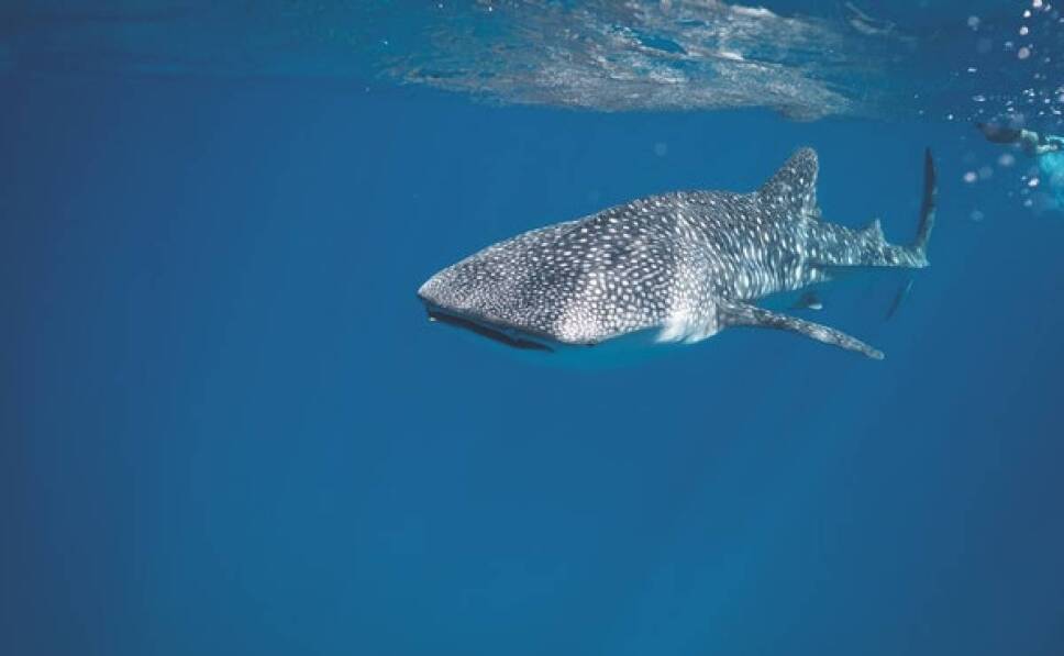 tiburón ballena en Cancún
