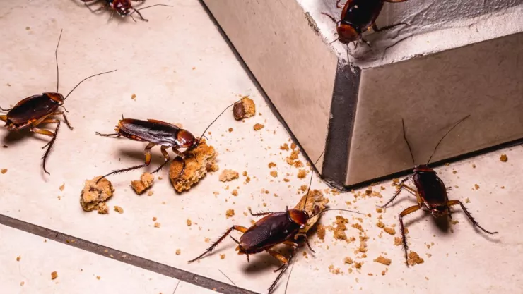 Cucarachas en la cocina