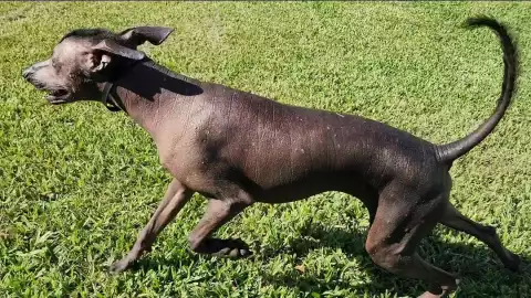 Dante, perro Xoloitzcuintle de Culiacán