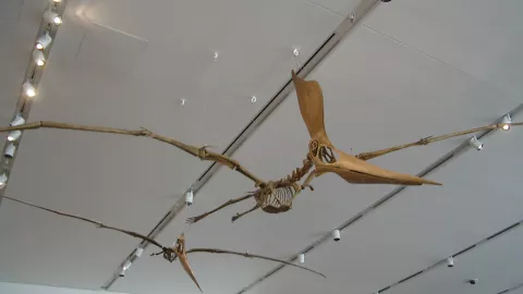 Fósil, policía, Brasil c.jpg