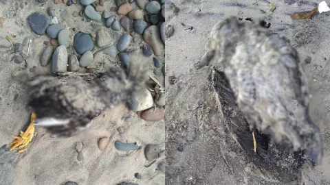 Hallan animales muertos en Playas de Tijuana hoy martes 25 de febrero de 2025
