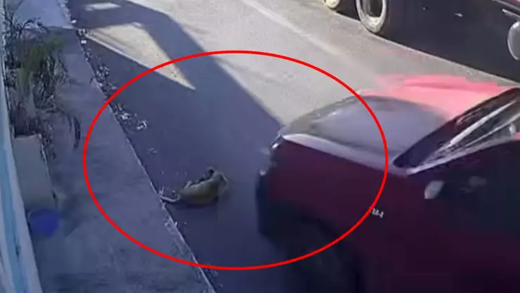 VIDEO_ Otro perrito fue ATROPELLADO, esta vez en Hunucmá; acusan maltrato animal