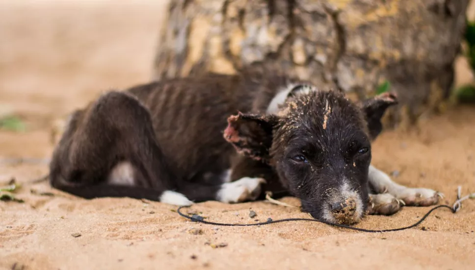 perrito asesinado a palazos en Michoacán