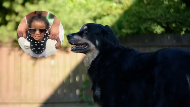 nina-atacada-3-perros-estados-unidos