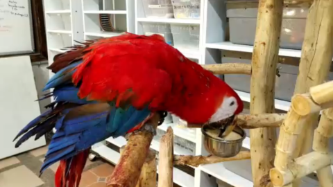 En el Zoológico Miguel Álvarez del Torode Tuxtla Gutiérrez se recupera Chito, una guacamaya rescatada del tráfico ilegal.png