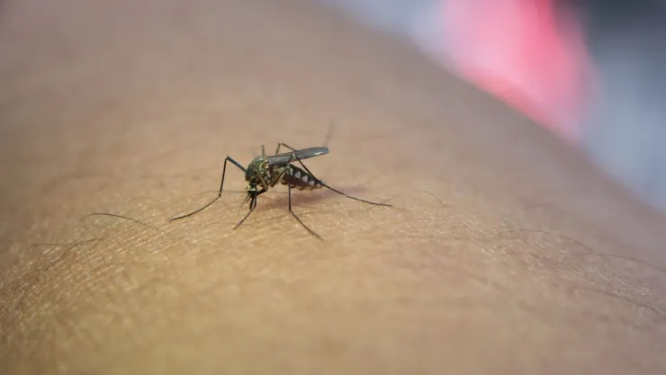 Dengue en Acapulco