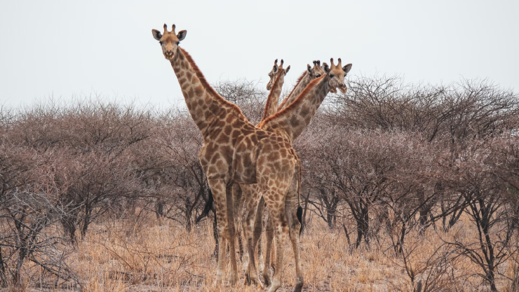 Jirafas en Coahuila.png