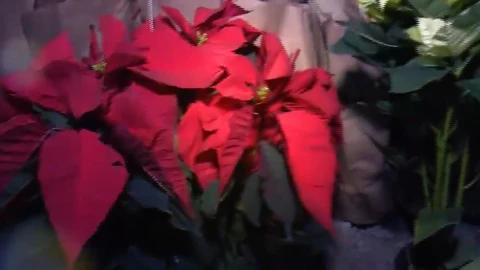 flor de nochebuena