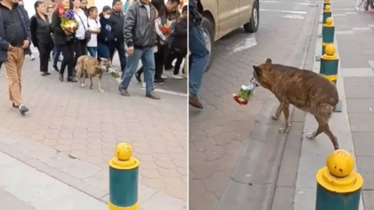 Perrita lleva flores al cortejo fúnebre de su dueño