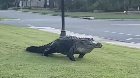 Captan caimán paseando en calles de Florida