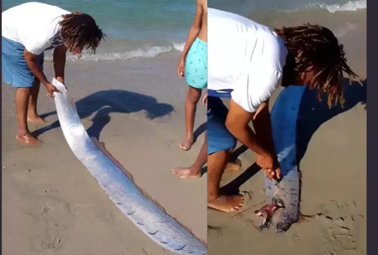 Encuentra un pez remo en una playa