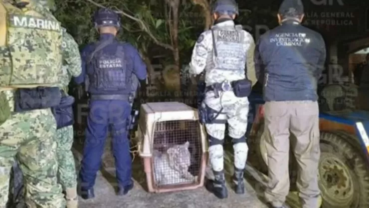 FGR asegura tigre de bengala tras operativo sorpresa en Veracruz
