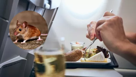 ENCUENTRAN RATÓN EN COMIDA DE AVIÓN.