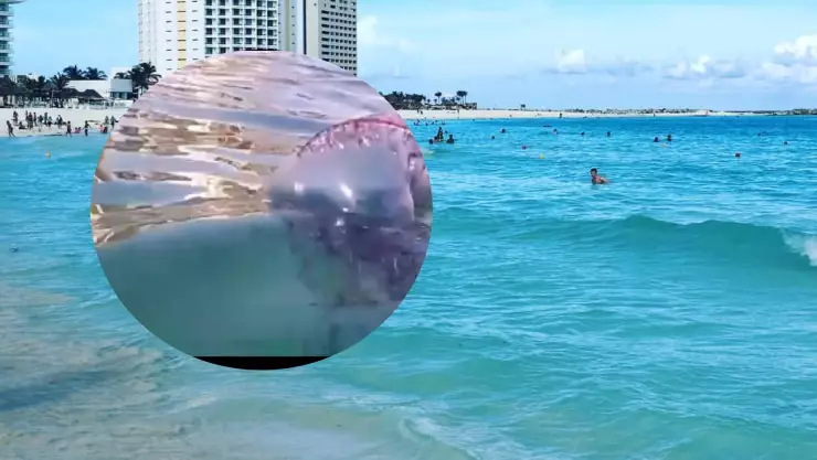 ¿Medusas en playas de Cancún_ Bañista encuentra ‘extraño’ animal.jpg