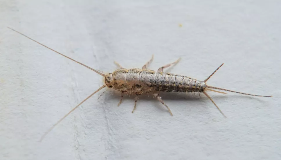 Pececillo de plata o tijerilla