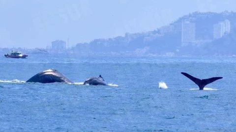 Avistamiento de ballenas en Acapulco