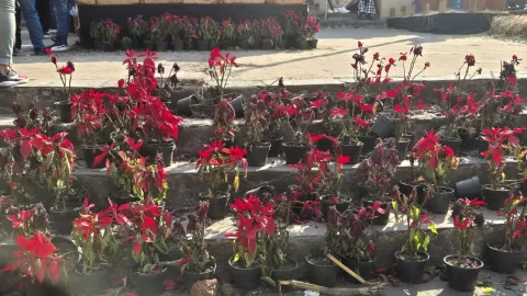 Nochebuenas en CDMX 2026