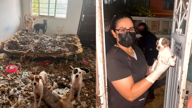 Rescatan 27 perritos víctimas de maltrato en la colonia División del Norte, CDMX