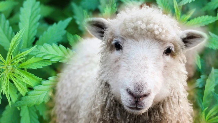 ovejas comen marihuana por error