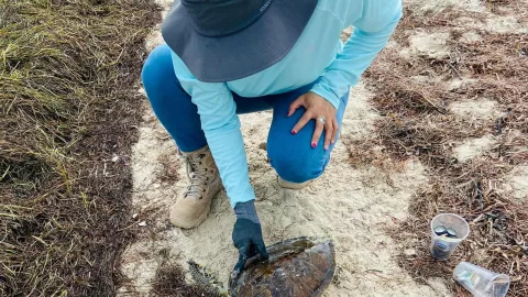 Encuentran VIVA a tortuga verde varada en la arena