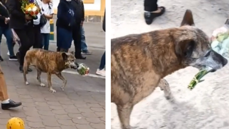 VIDEO_ ¡Trata de no llorar! Perrito acompaña en cortejo fúnebre