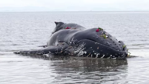 Ballena explota por gases acumulados