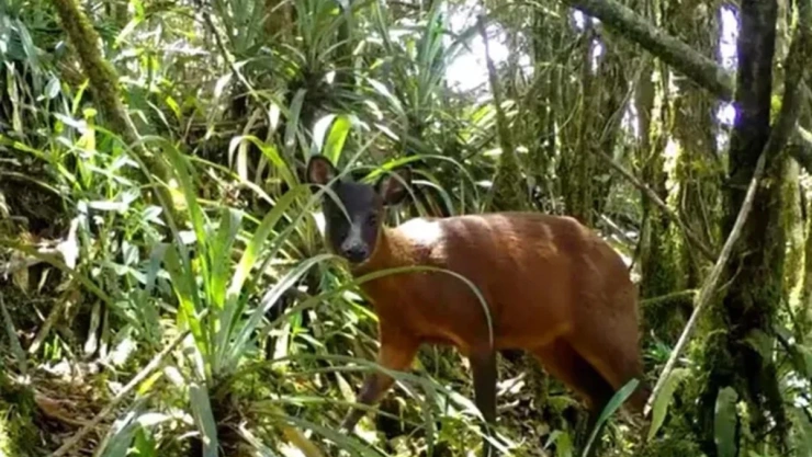 Andinocervus rufinus ciervo