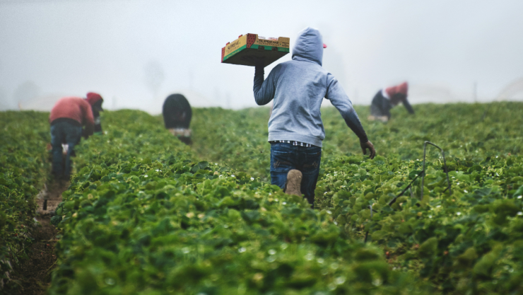 Los 5 requisitos para que trabajadores agrícolas de Edomex consigan empleo en Canadá