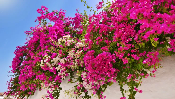 Para qué sirve la bugambilia