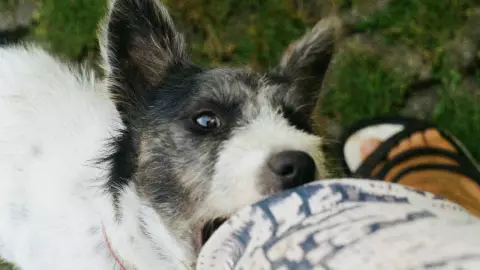 ¿Qué significa soñar que te muerde un perro? Revela tu miedo más profundo