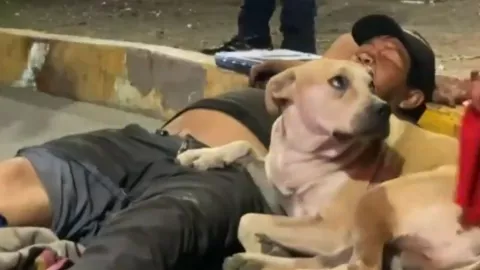 Perro dueño atropellado