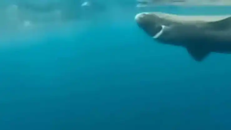 VIDEO ¡Increíble! Captan a tiburón de Groenlandia en Belice