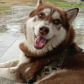 Lucas, el primer perro con derecho a pensión alimentaria en México