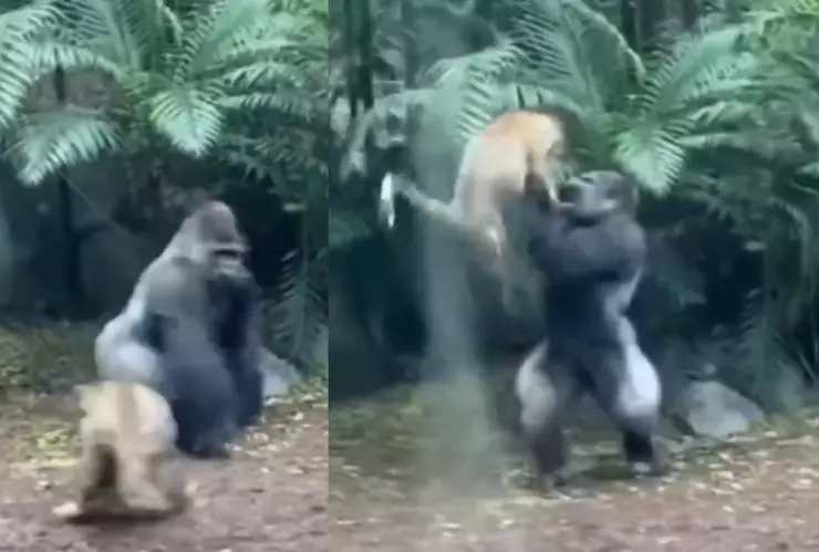 VIDEO: Captan brutal pelea entre un gorila y un leopardo en pleno Zoológico