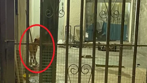 maltrato animal en bosques