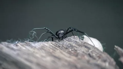 araña viuda negra
