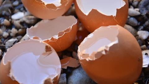 Cascarón de huevo.jpg