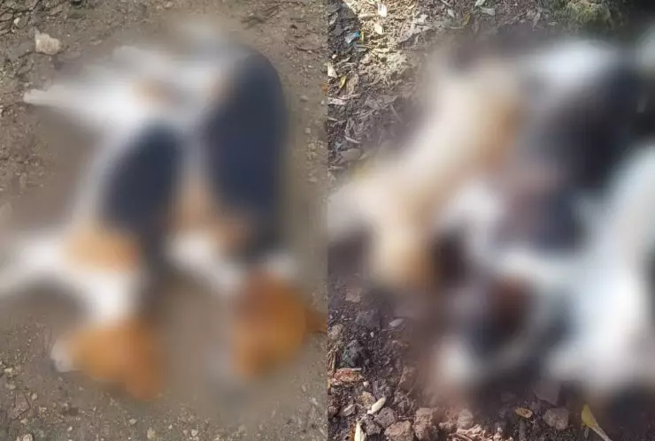 ¡Alerta! Denuncian ENVENENAMIENTO masivo de perros y gatos en este municipio de Yucatán.