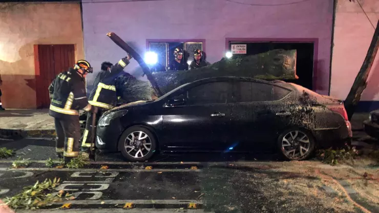 árbol se desploma en Miguel Hidalgo