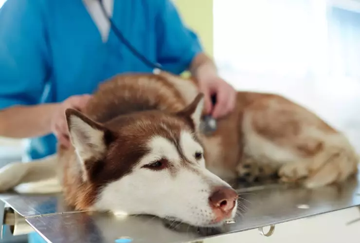 ¿Qué es el parvovirus y cómo afecta a perros y gatos?